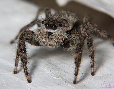 Jumping Spider Index