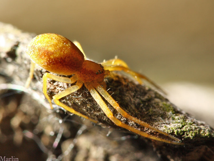 Running Crab Spider