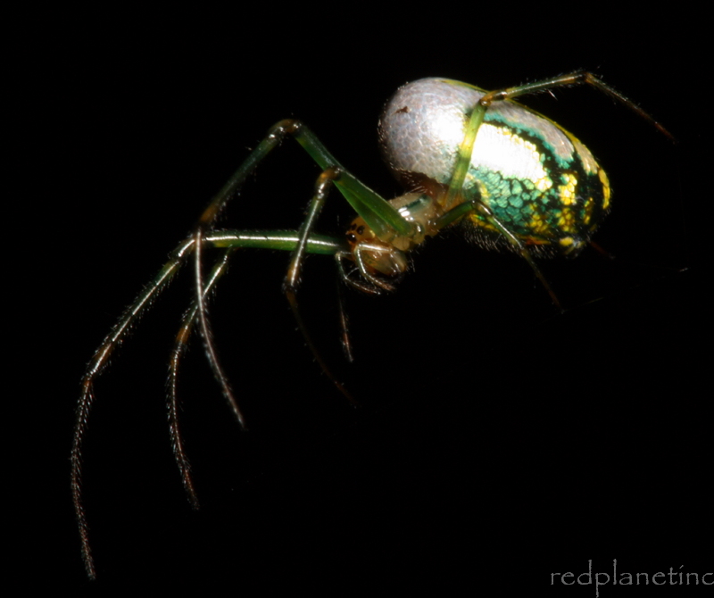 Venusta Orchard Spider - Leucauge venusta