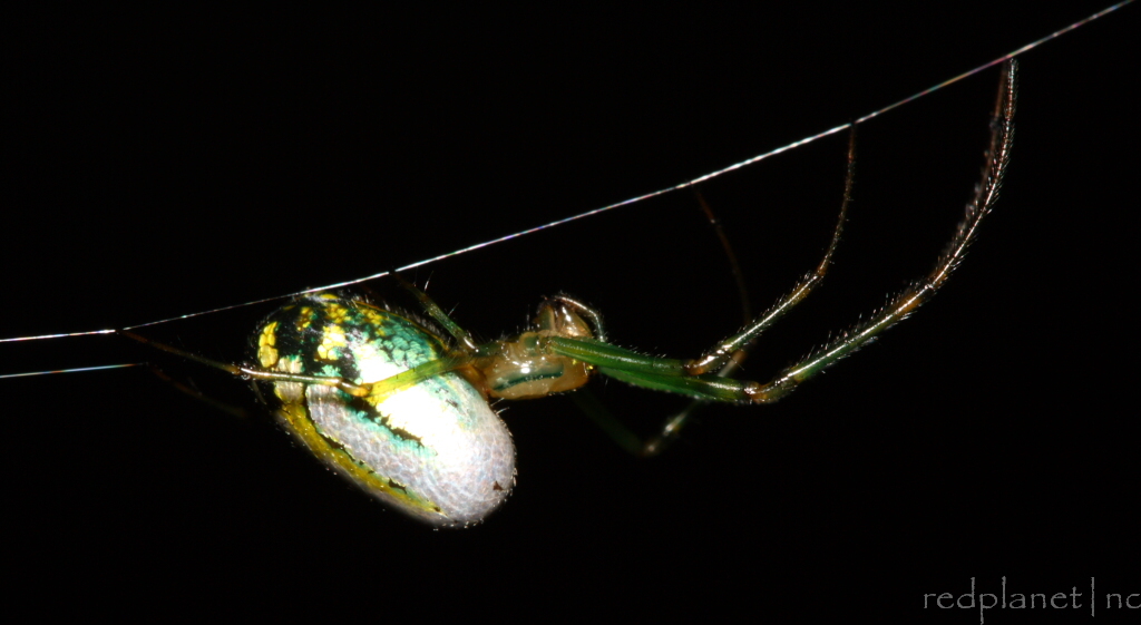 Venusta Orchard Spider - Leucauge venusta