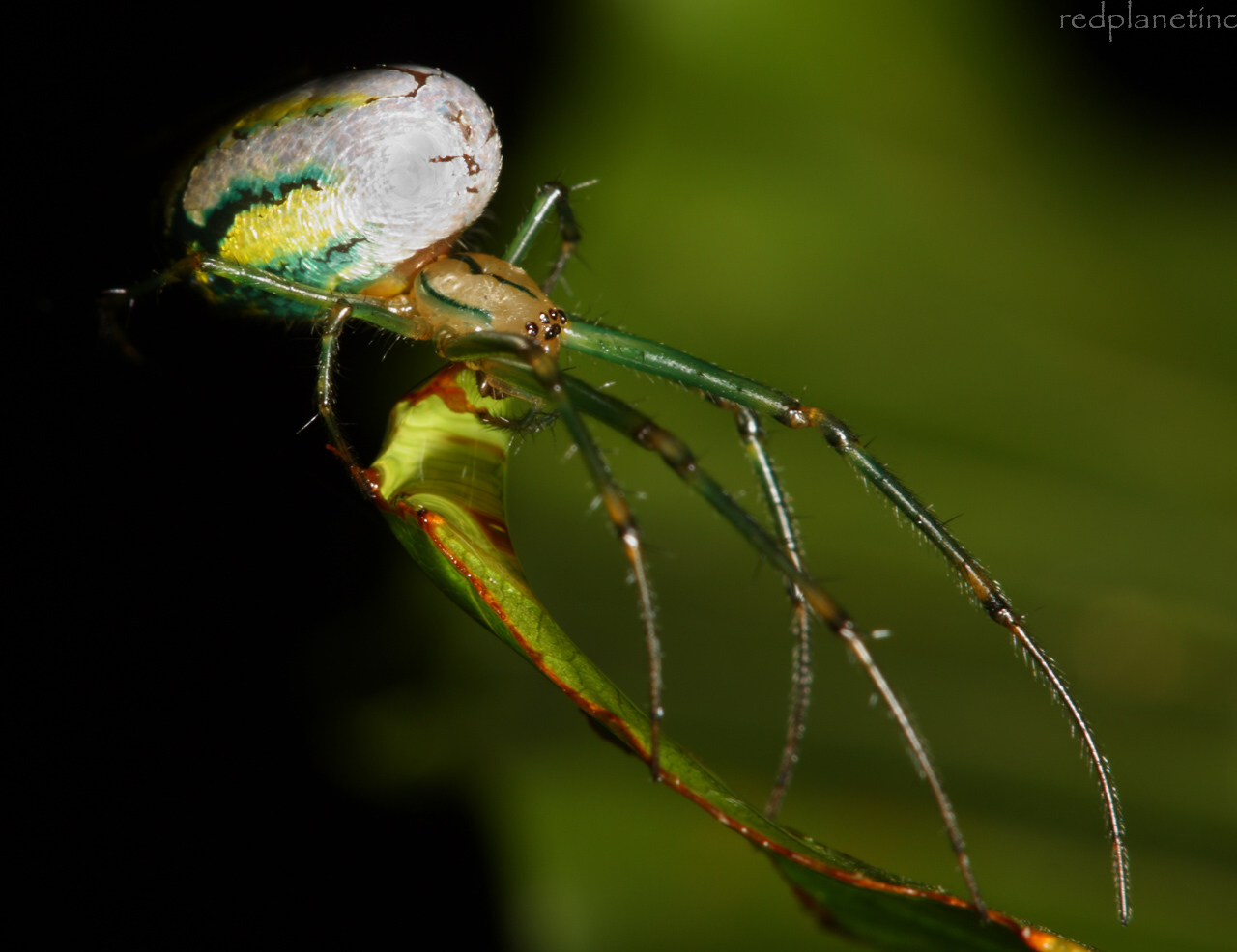 Venusta Orchard Spider - Leucauge venusta