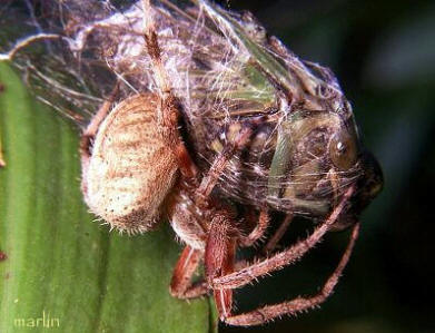 Spider with Cicada Prey
