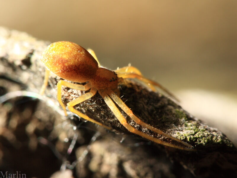 Running Crab Spider