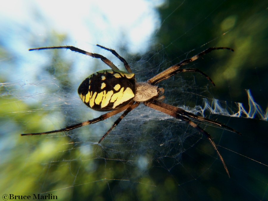 Black And Yellow Garden Spider Argiope Aurantia North American