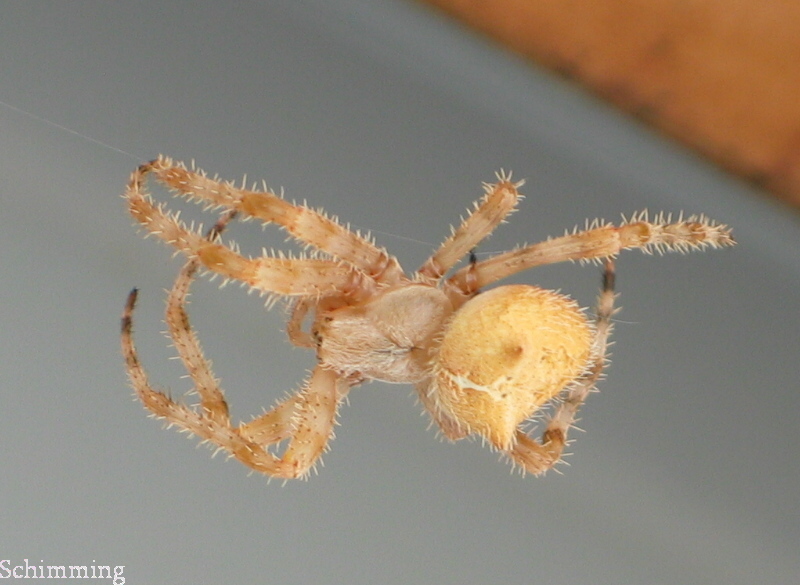 cat face spider