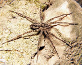 image: fishing spider