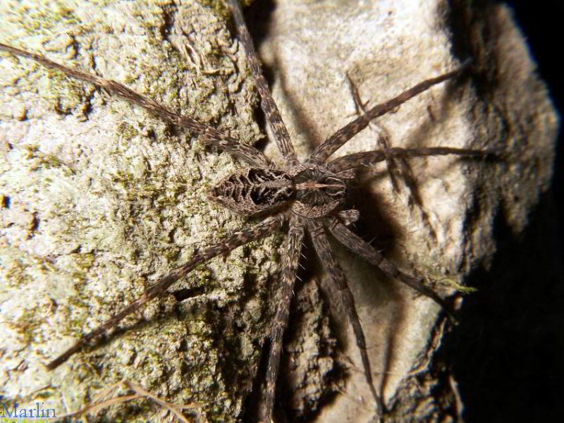 Fishing Spider