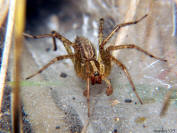 image: funnel weaver spider