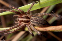 image: large spider