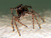 Jumping spider