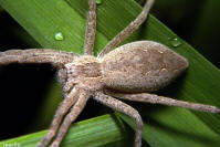 picture of nursery web spider