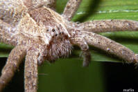 picture of spider eyes