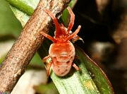 Class: Arachnida / Subclass: Acari / Superorder: Acariformes / Order: Actinedida