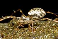 Sheetweb Spider - Drapetisca alteranda