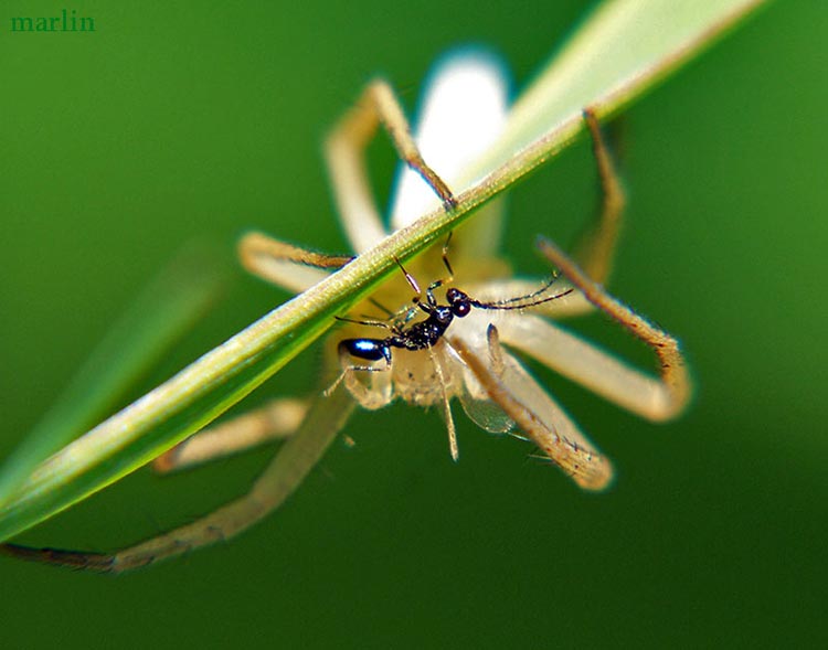 Spider catches wasp