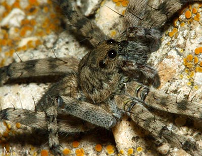 Wolf Spider Eyes Detail