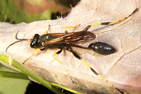 Mud Dauber Wasp