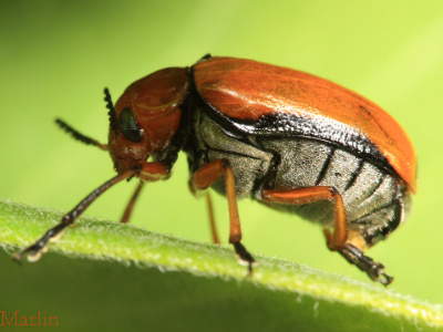 Clay-Colored Leaf Beetle