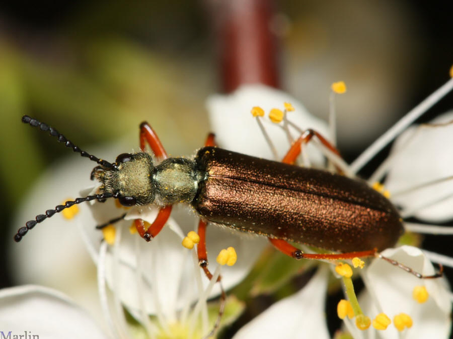 Blister Beetle - Lytta aenea