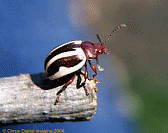 Leaf Beetle - Calligrapha sp