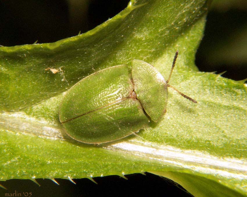 Thistle Tortoise Beetle -- Cassida rubiginosa