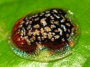 Tortoise Beetle