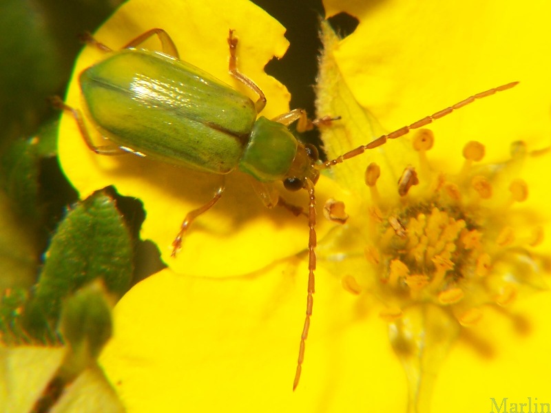 Northern Corn Rootworm Beetle - Diabrotica barberi 