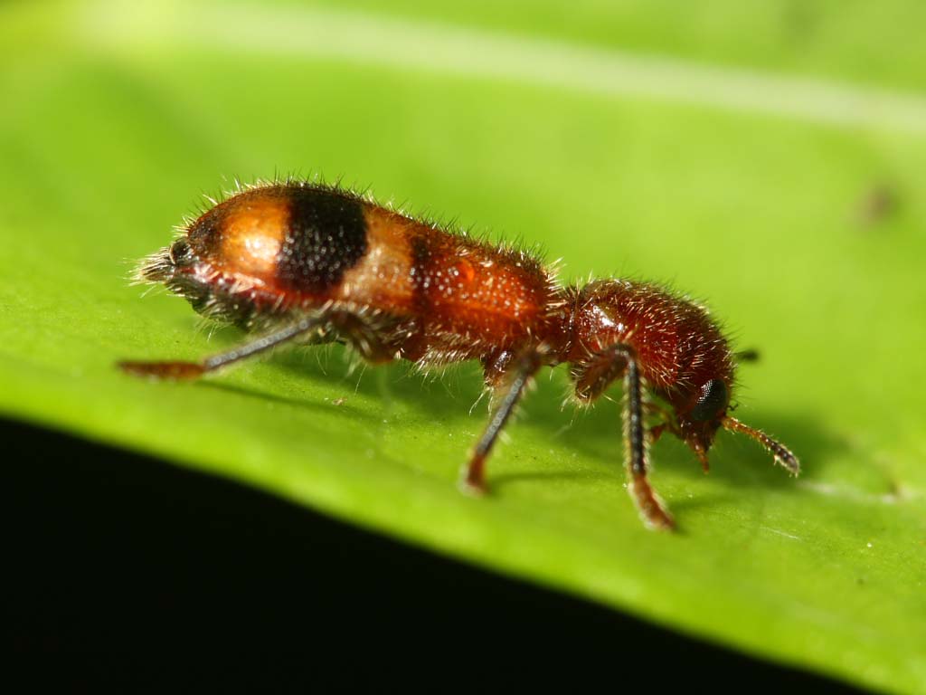 Clerid Beetle, Enoclerus rosmarus