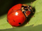 Harmonia axyridis - female