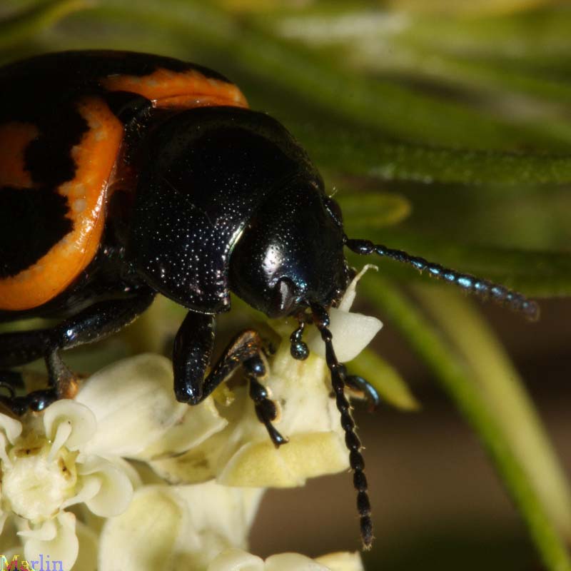 Milkweed Leaf Beetle