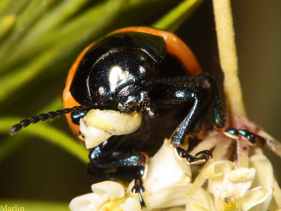 Milkweed Leaf Beetle