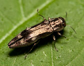 Wood-boring Beetle