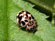 Psyllobora vigintimaculata