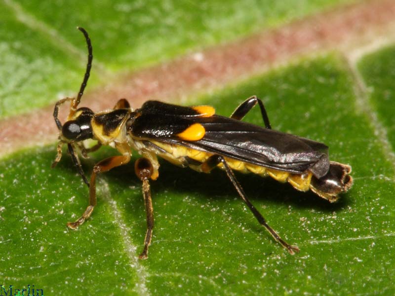 Soldier Beetle Trypherus latipennes