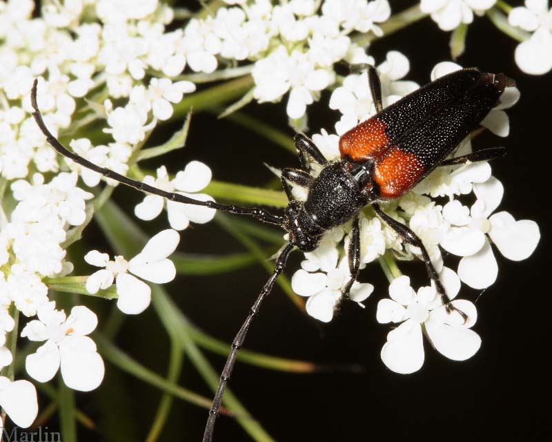 Flower Longhorn Beetle - Stictoleptura canadensis