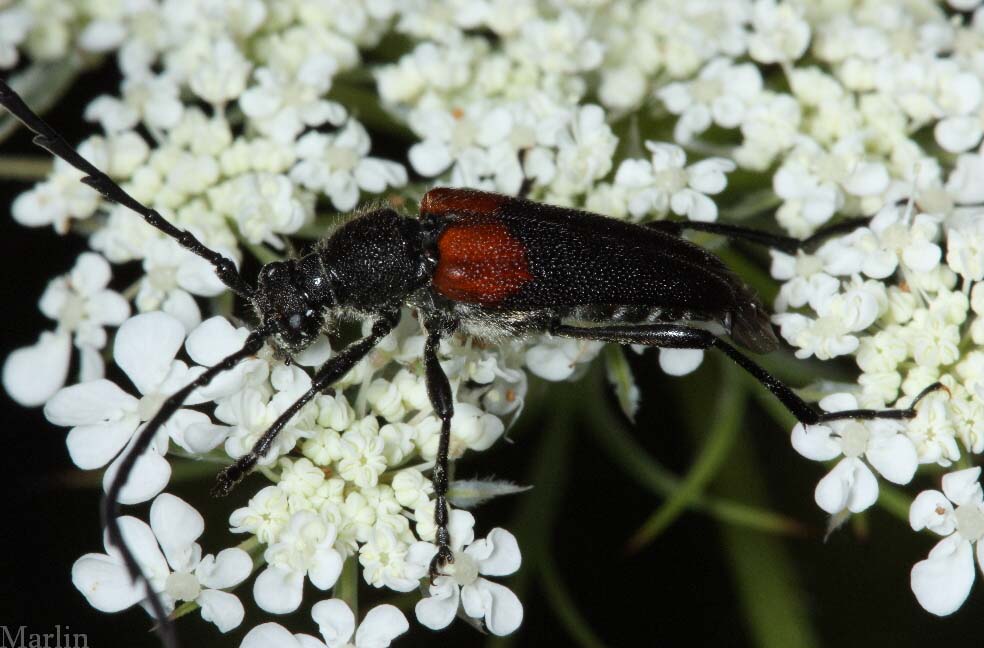 Flower Longhorn Beetle - Stictoleptura canadensis