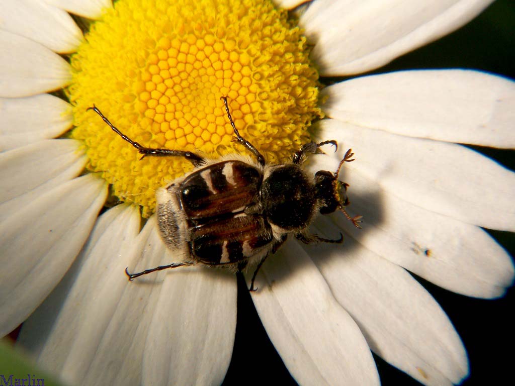 Hairy Flower Chafer Beetle