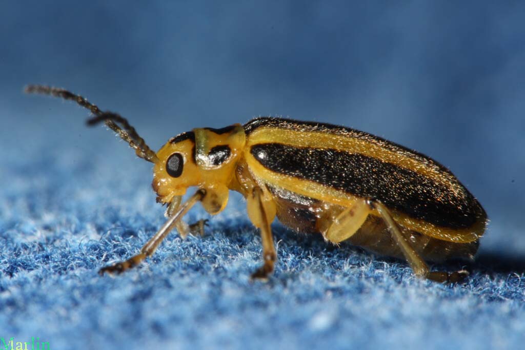 Leaf Beetle