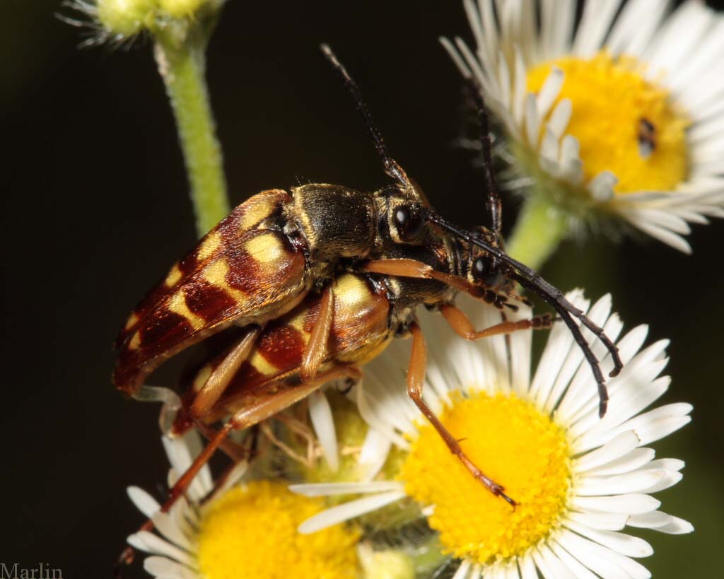 Flower Longhorn Beetle - Typocerus velutinus