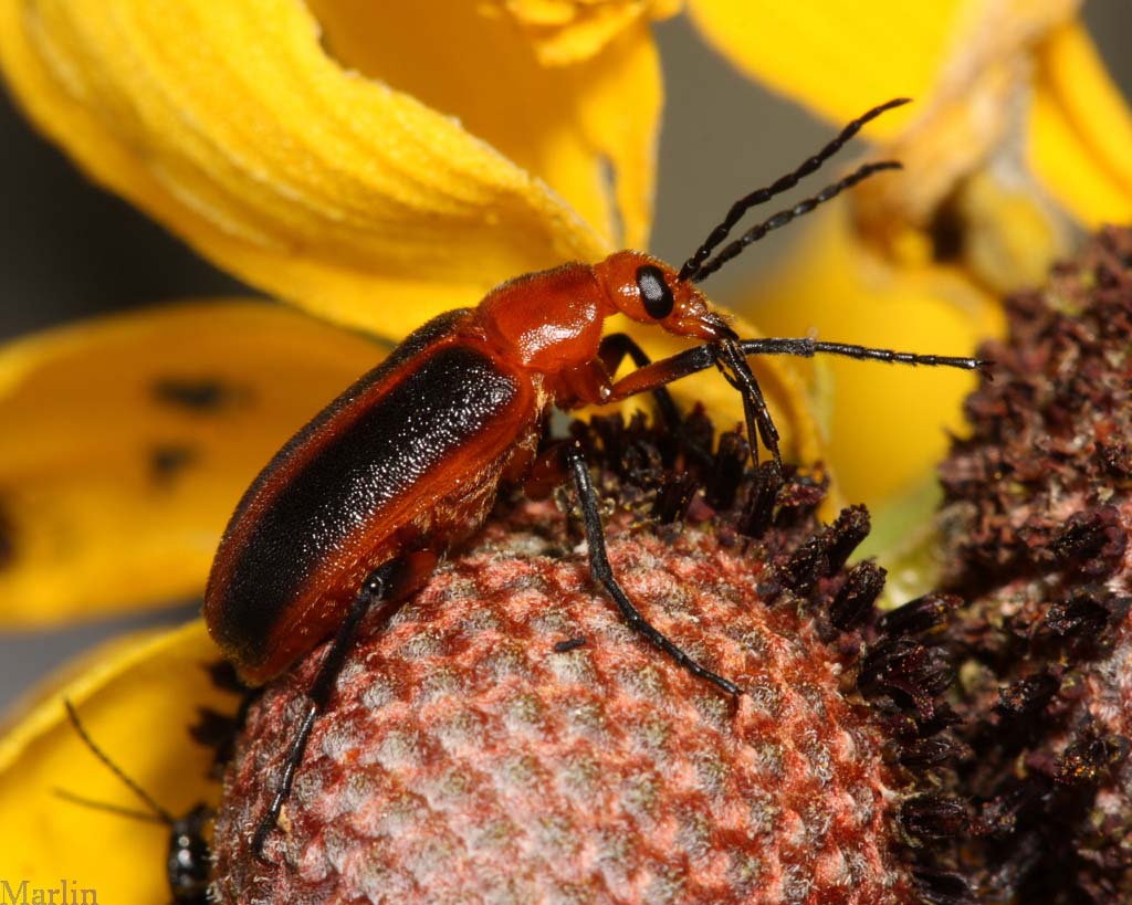 Orange Blister Beetle - Zonitis vittigera