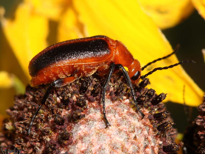 Orange Blister Beetle - Zonitis vittigera