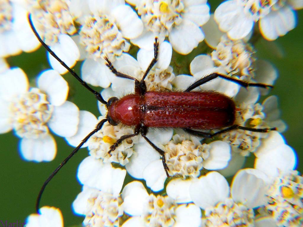 Longhorn Beetle - Batyle suturalis