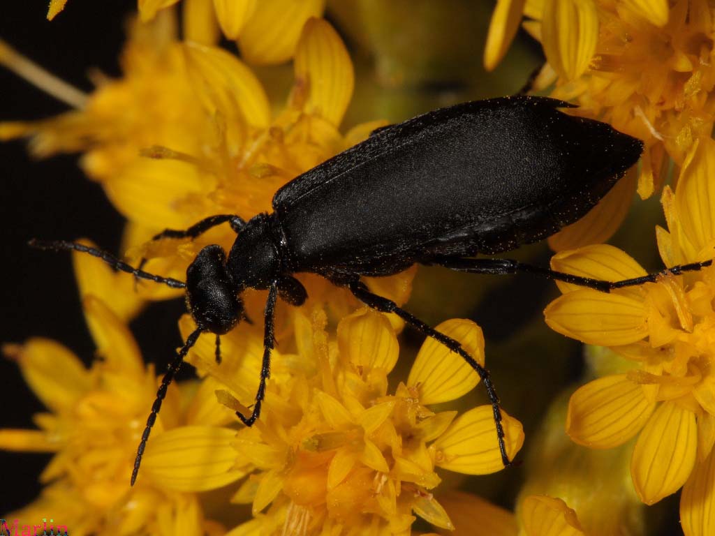Black Blister Beetle - Epicauta pennsylvanica