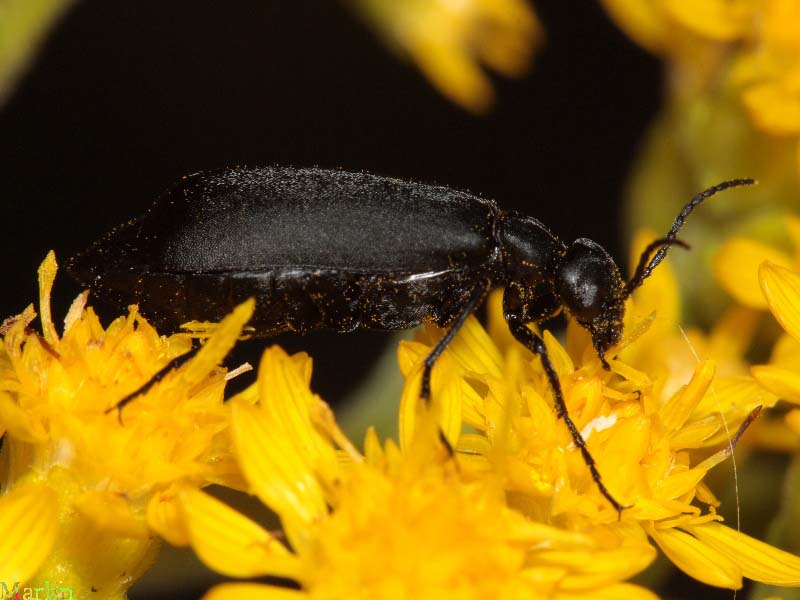 Black Blister Beetle - Epicauta pennsylvanica