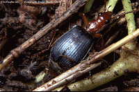 Image: Bombardier Beetle