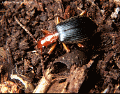 Image: Bombardier Beetle