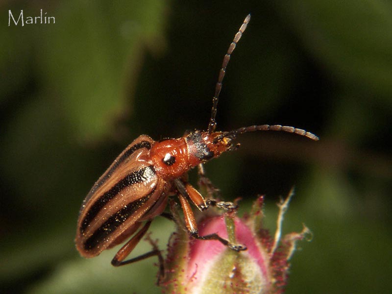 Flower Longhorn Beetle