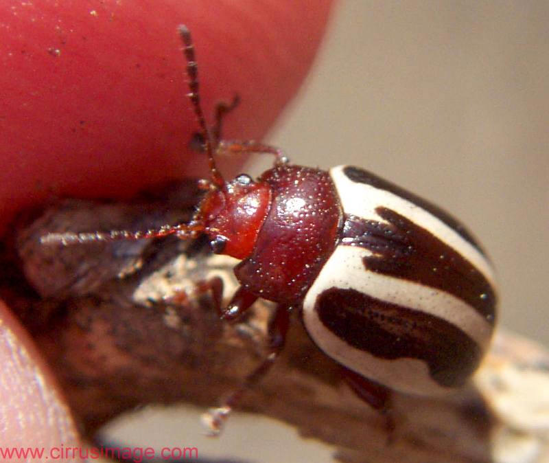 Leaf Beetle - Calligrapha sp