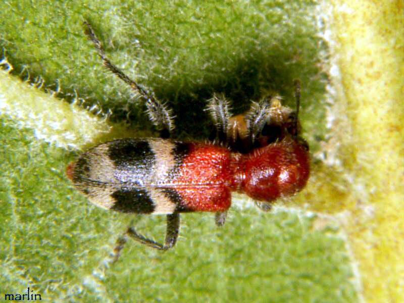 Image: Checkered Beetle