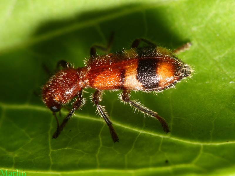 Enoclerus rosmarus